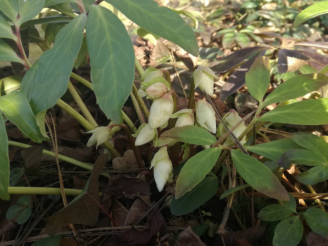  helleborus niger