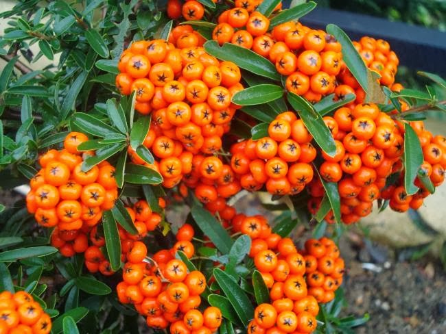 dikeni pyracantha cocinea