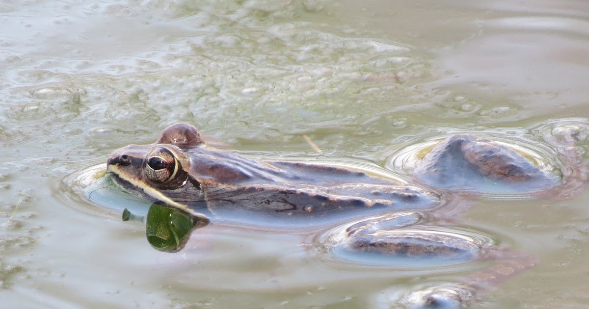 Blue Jay Barrens Split Season Wood Frog Breeding