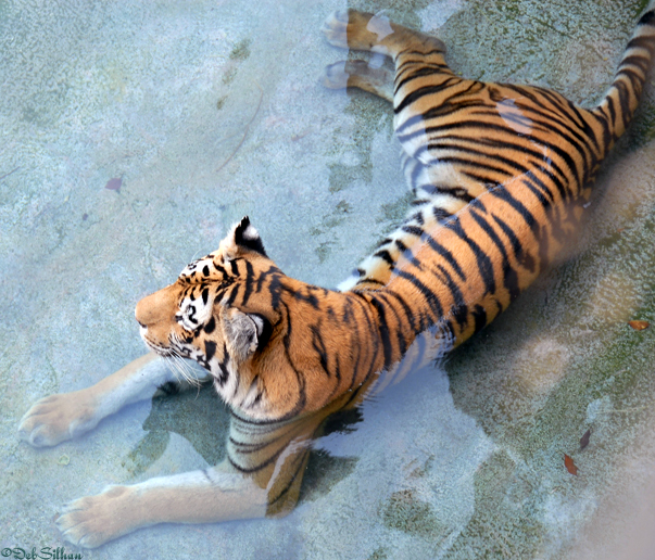 Tiger on the Maharaja Jungle Trek in Animal Kingdom, Walt Disney World