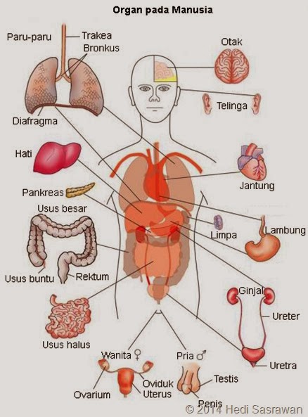 Sistem Organ pada Tubuh Manusia - GUNAYA™