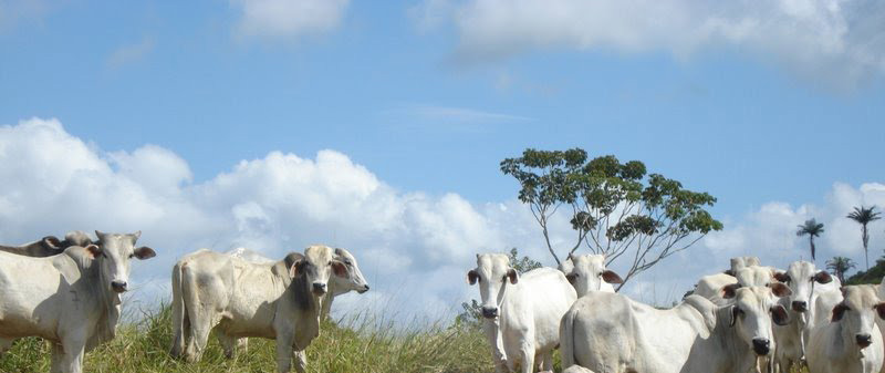 Dahora Rural do Sul da Bahia.