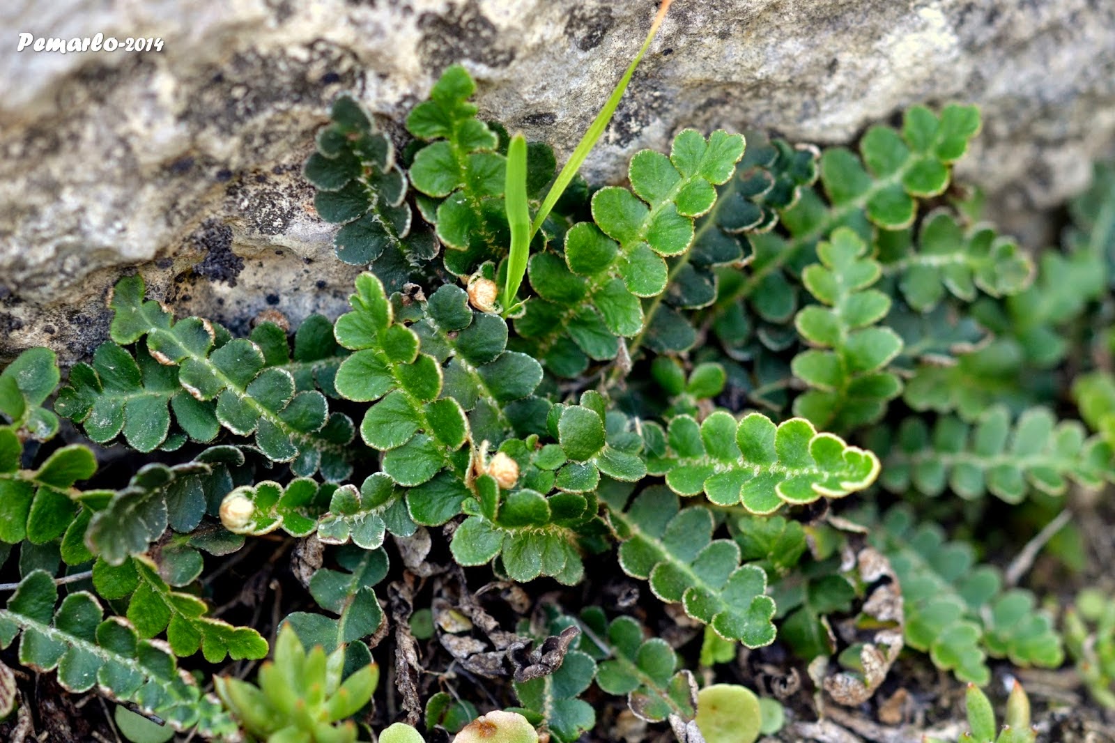 PLANTAS MEDICINALES DORADILLA