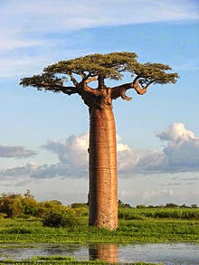 Los Árboles son las Columnas de la Tierra. Si los derribamos, el Cielo caerá sobre Nosotros.