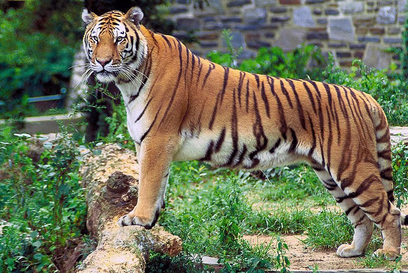Por que o tigre não é o rei da selva?