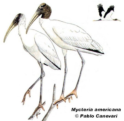 Mycteria americana