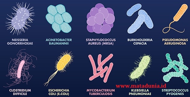 Pengertian, Ciri-ciri, Struktur dan Jenis-jenis Bakteri