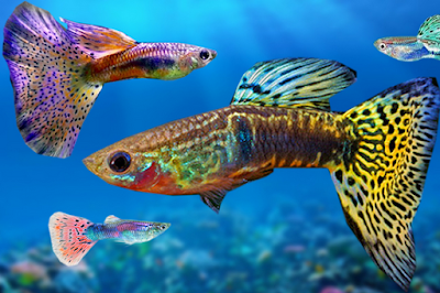 Cara Budidaya Ikan Hias Guppy Cara Budidaya Ikan Hias Guppy