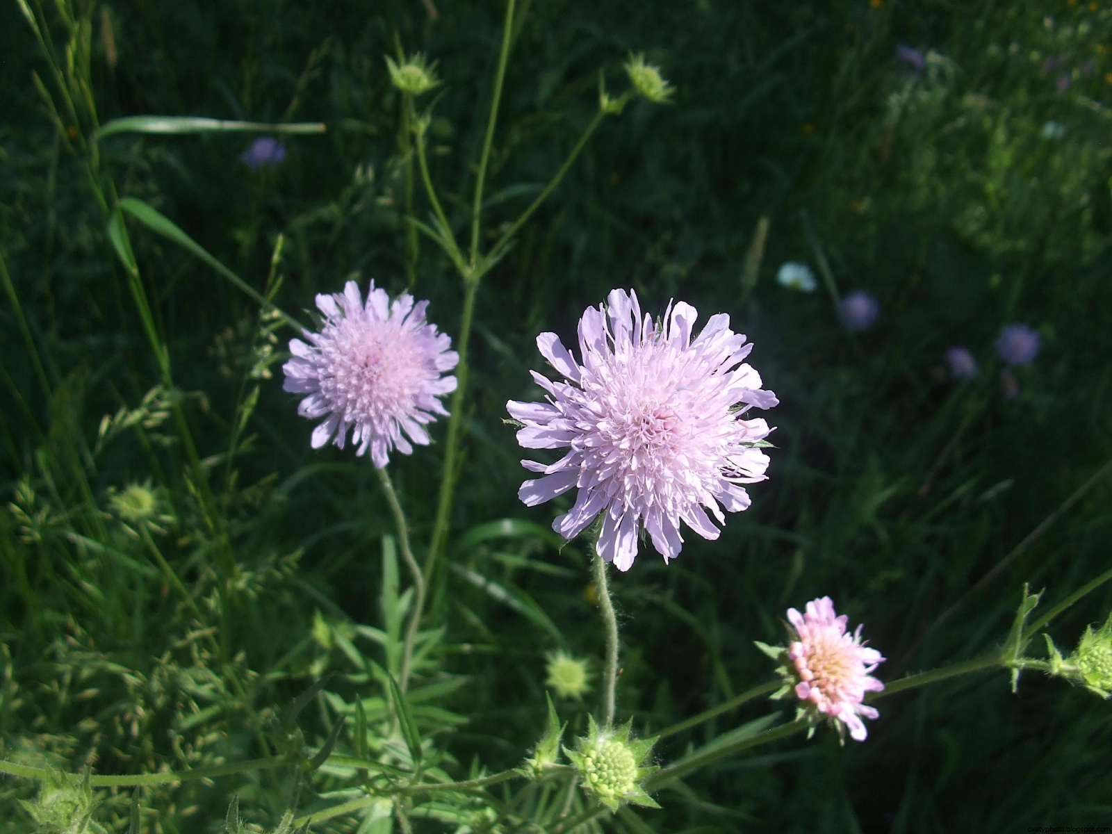 Короставник полевой (Knautia arvensis)