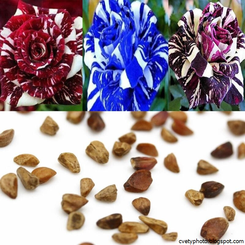 Как выглядят семена розы из китая Как выглядят семена розы из китая