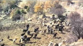 kara keçi ve diğer karışık cinslerden oluşan keçilerin güdülmesi