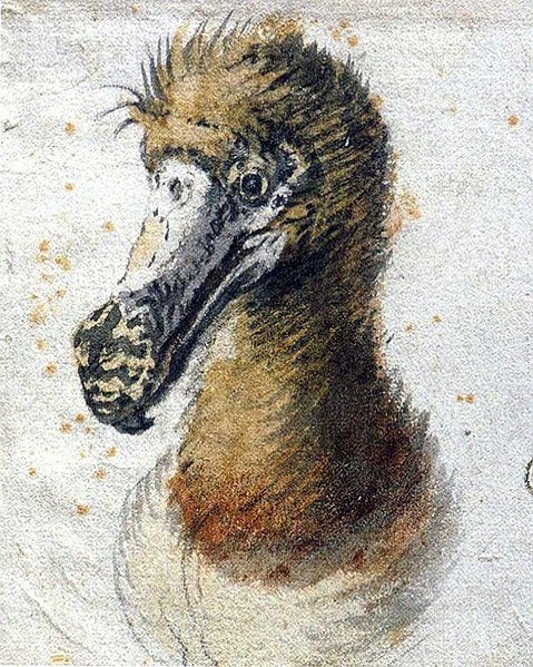 Dront Animal J.Limans bevarande blogg: Försvunna skatter. Del 4. Dront (Raphus ...