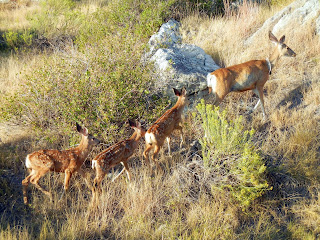 Deer family at the Badlands National Park in South Dakota