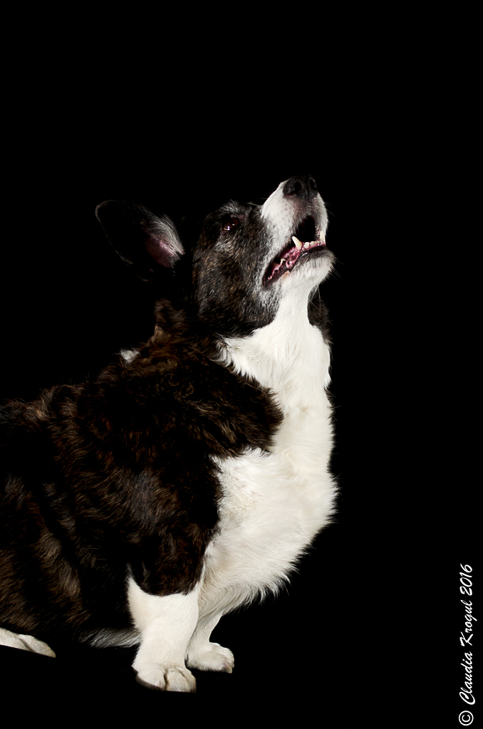 Altes Und Neues Von Bernd Nowack Dessau Januar 2008