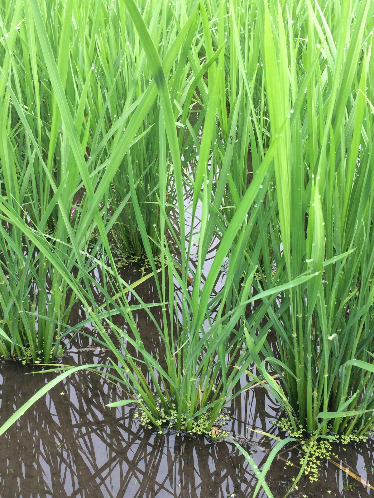 北川家の秋 水田雑草⑤ イヌホタルイ