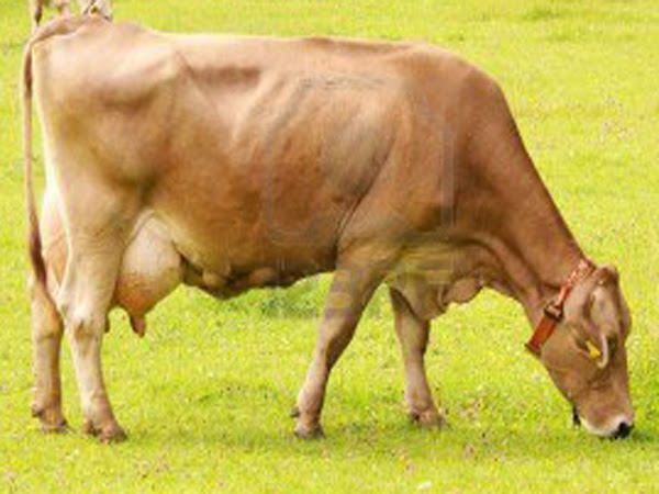 brown swiss cattle, about brown swiss cattle, breeding brown swiss cattle, caring brown swiss cattle, feeding brown swiss cattle, housing brown swiss cattle, raising brown swiss cattle, how to raise brown swiss cattle, guide for raising brown swiss cattle, tips for raising brown swiss cattle, how to start brown swiss cattle farm, brown swiss cattle farming, commercial brown swiss cattle farming, brown swiss cattle farming business, commercial brown swiss cattle farming business, how to start brown swiss cattle farming