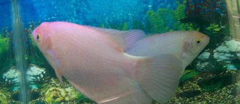 Ikan Hias Gurame Putih? Berikut Cara Merawat dan Gambarnya