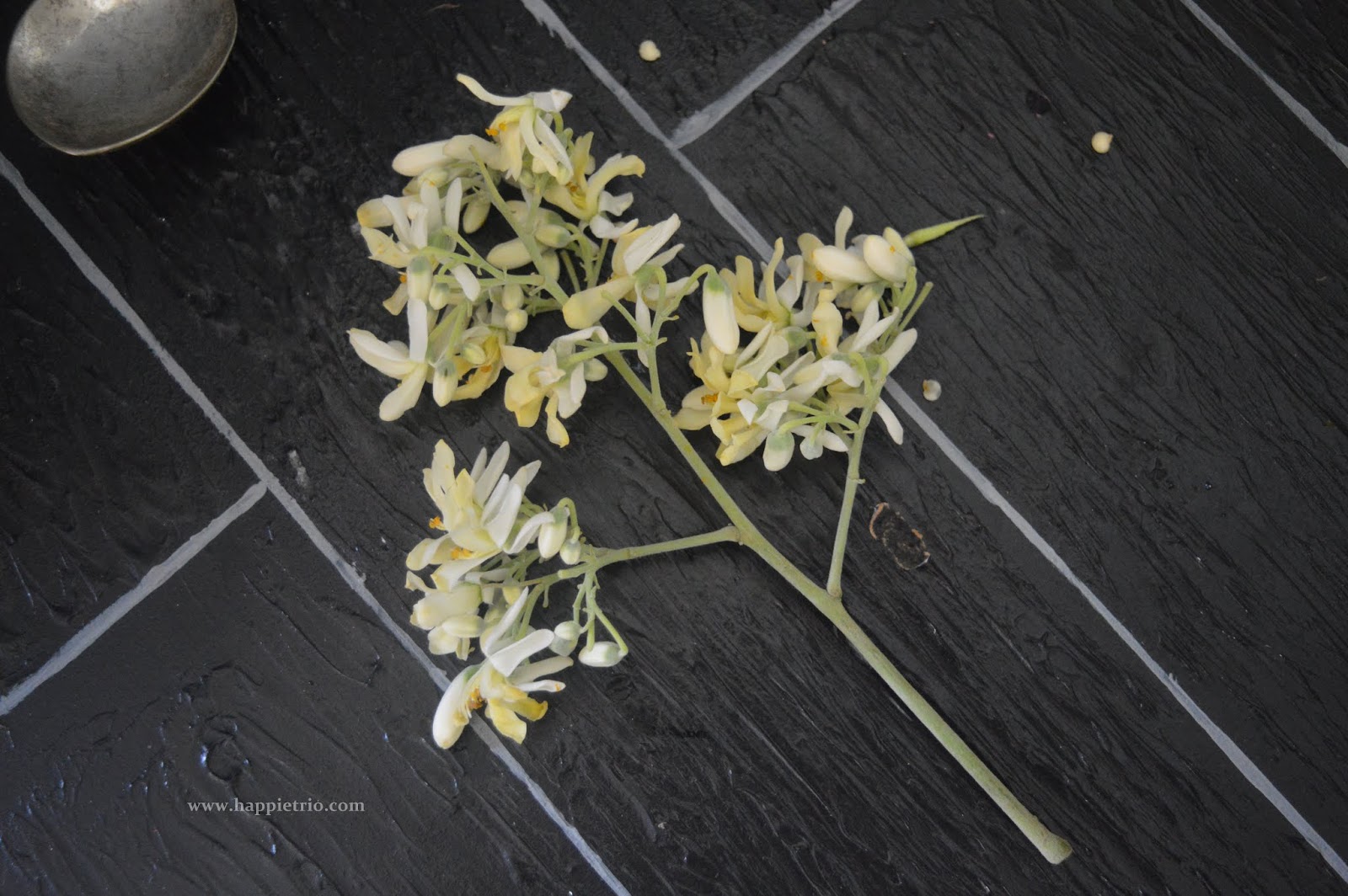 Drumstick Flowers Pulao Murunga poo Sadham Moringa Flowers Rice Cook with Sharmila