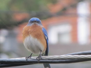 Is this a Pouting Bluebird Staring at Me?