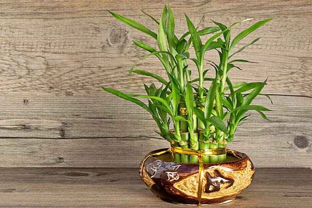 cây phát lộc