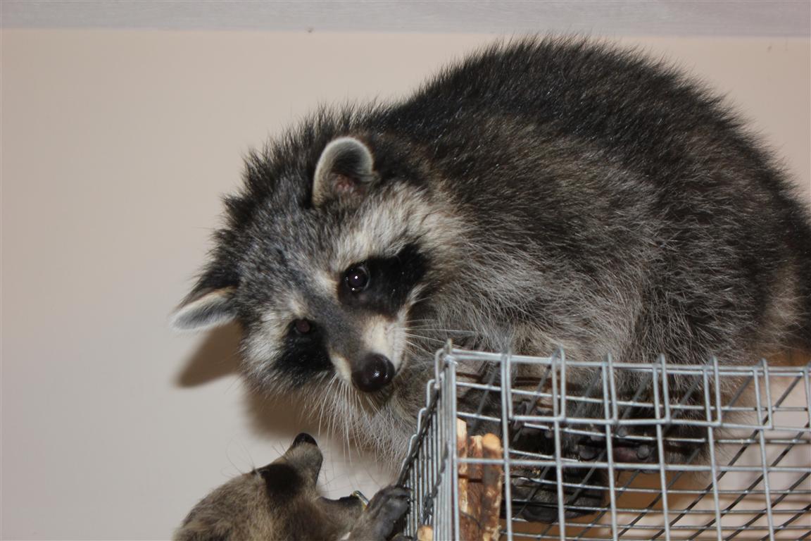 The Laughing Raccoon: Bad, good, and great updates!