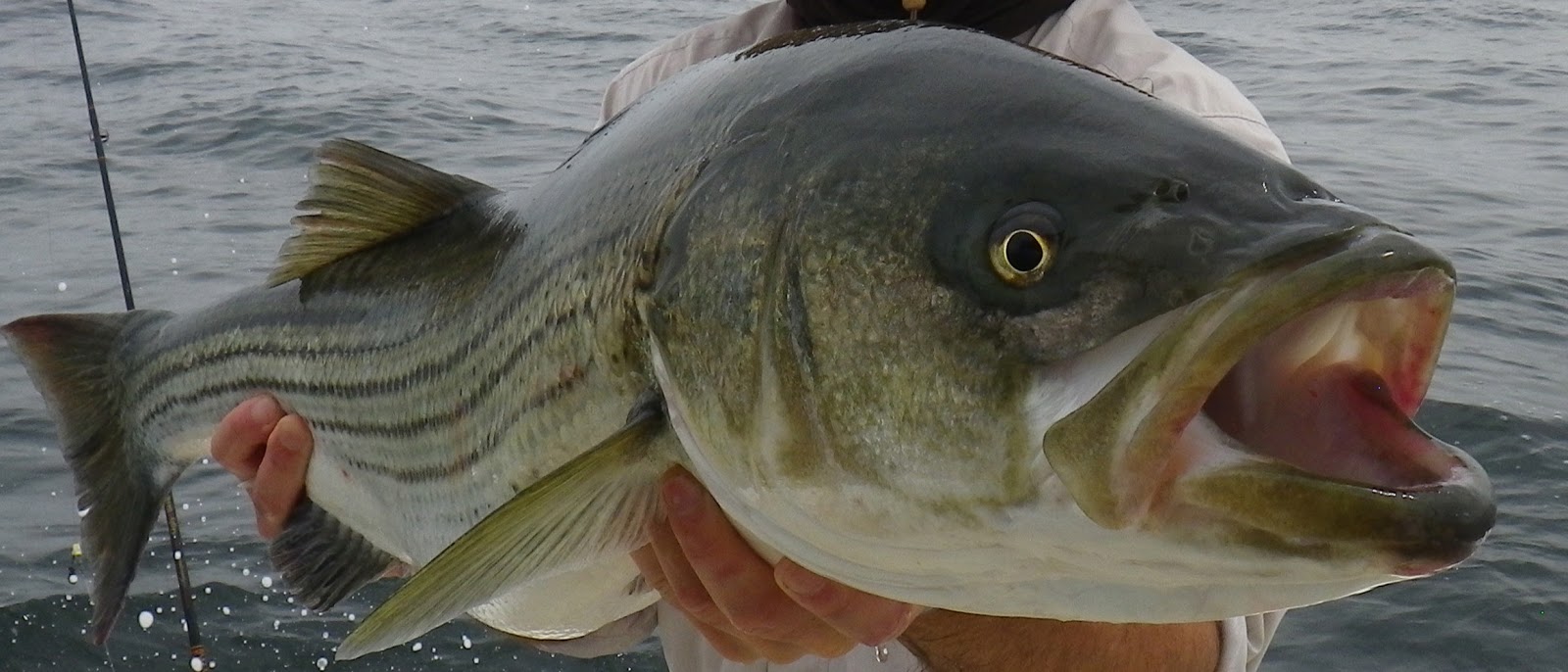 First Cast Fly Fishing New Hampshire Striper Fishing Guided Fly Fishing & Light Tackle