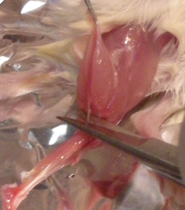 Dario Coletti's science cellar: METHODS: Murine muscle dissection from