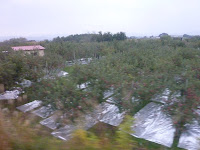 Apple trees! At bit blurry due to speed of train