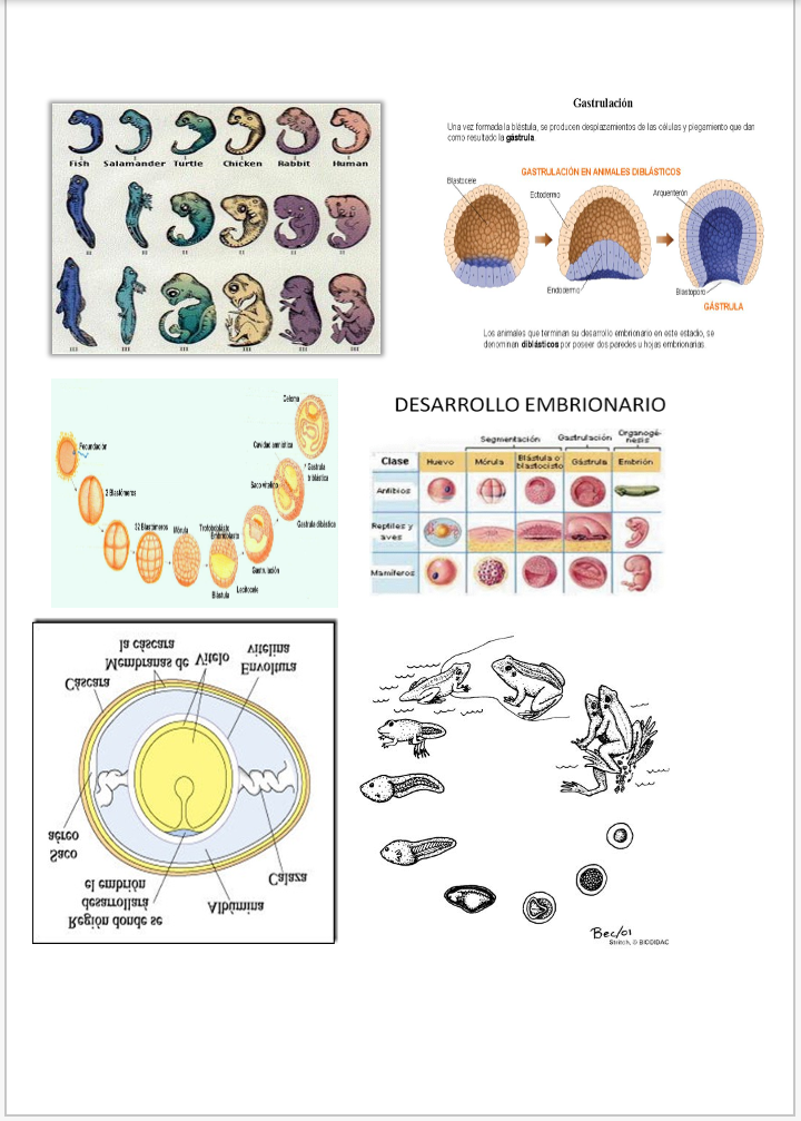 Desarrollo Embrionario En Los Animales vrogue.co