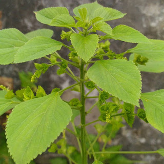 Manfaat Tanaman Anting Anting Untuk Kesehatan & Obat  Anting anting  adalah salah satu dari sekian banyaknya tanaman obat yang telah digunakan  Manfaat Tanaman Anting Anting Untuk Kesehatan & Obat