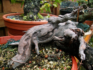 Yamadori Prunus mahaleb bonsai cultivation winter image dead wood