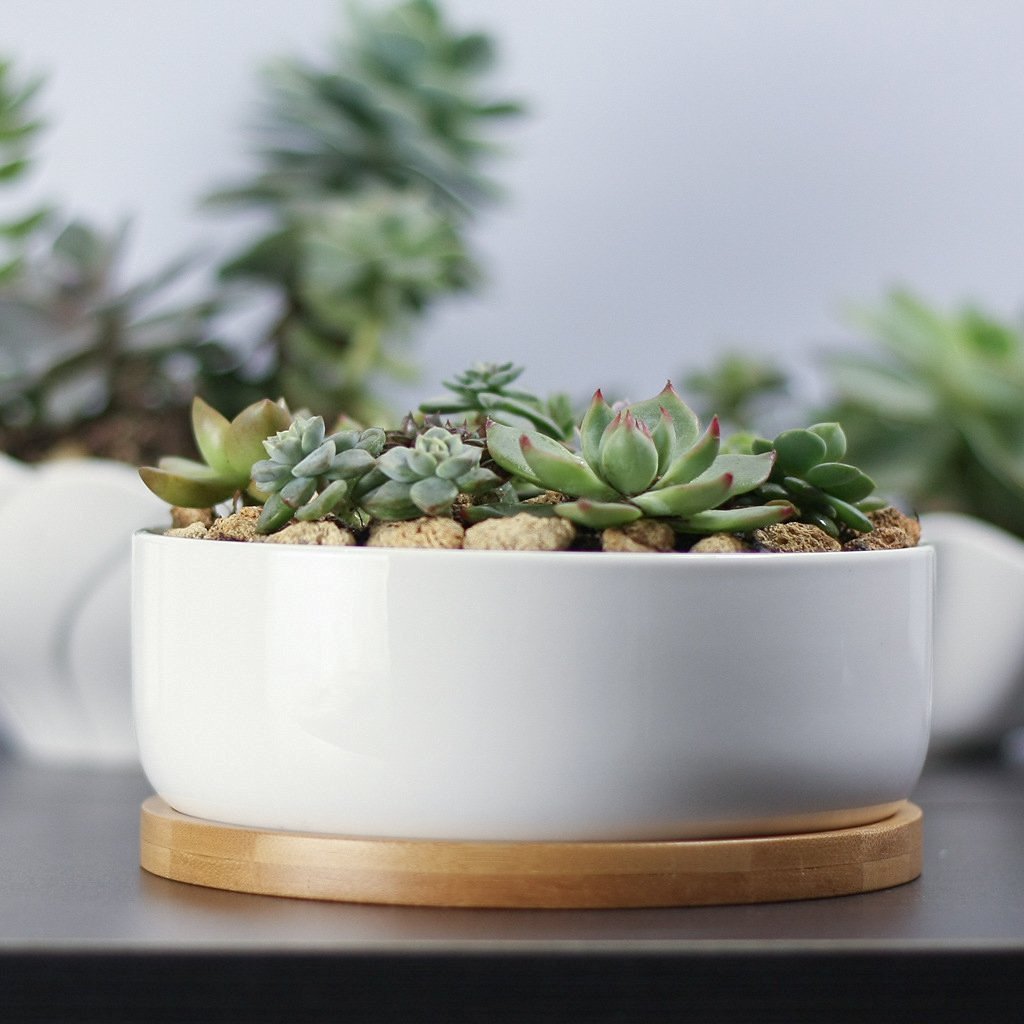 14 Ways to Display and Decorate with Succulents Dans le Lakehouse
