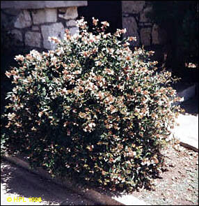 Abelia Plant Care And Culture Travaldo S Blog