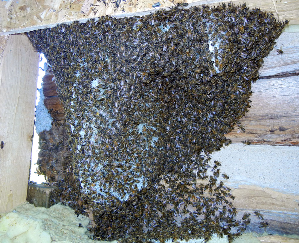 Ronna's Blog: Bye Bye Bees