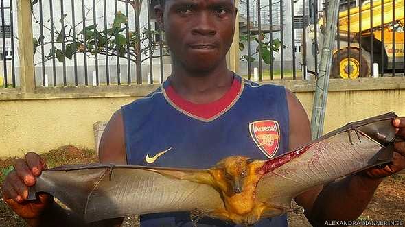 Blog de Carlos: Is bushmeat the cause of Ebola outbreak?/ Es el ëbola