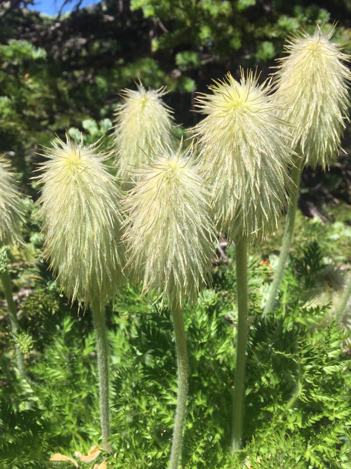 What are the “Dr. Seuss Flowers” in the mountains? – Occasionally Epic