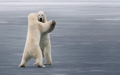 Cute Funny Animalz: Funny Animals With Dancing Images And Wallpapers 2014