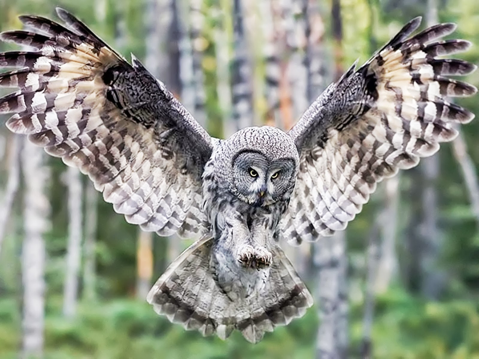 Largest Owl
