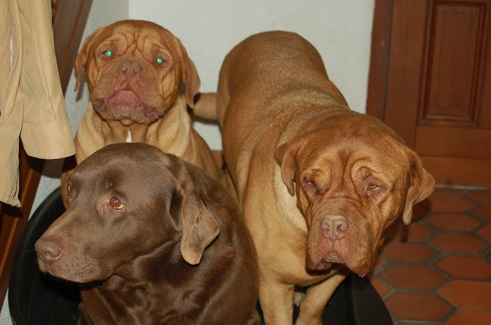 Chestnut, UFO and Bliss, Cheri's friends (at host home)