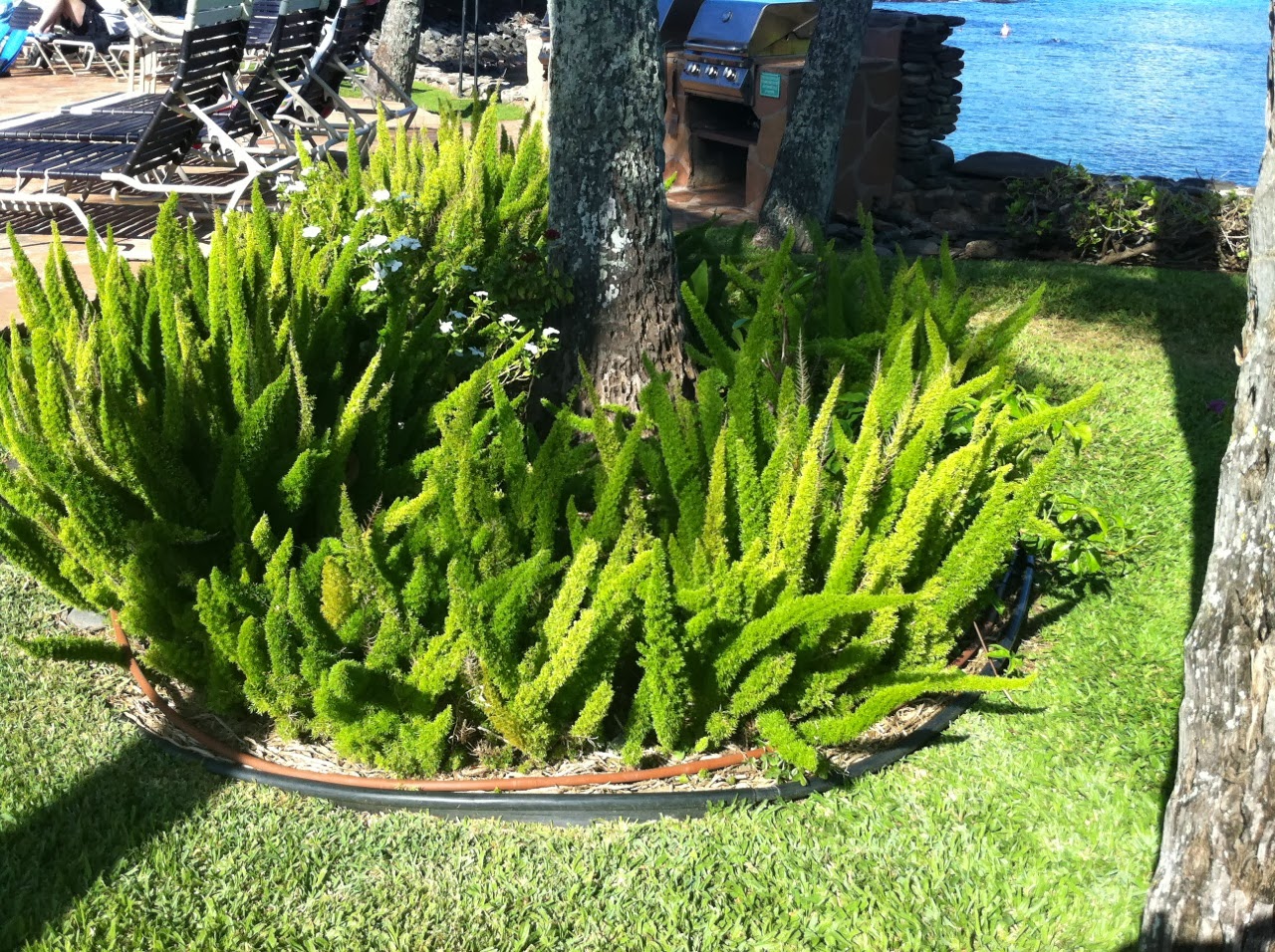 Aspargus Densiflorus Mazeppa