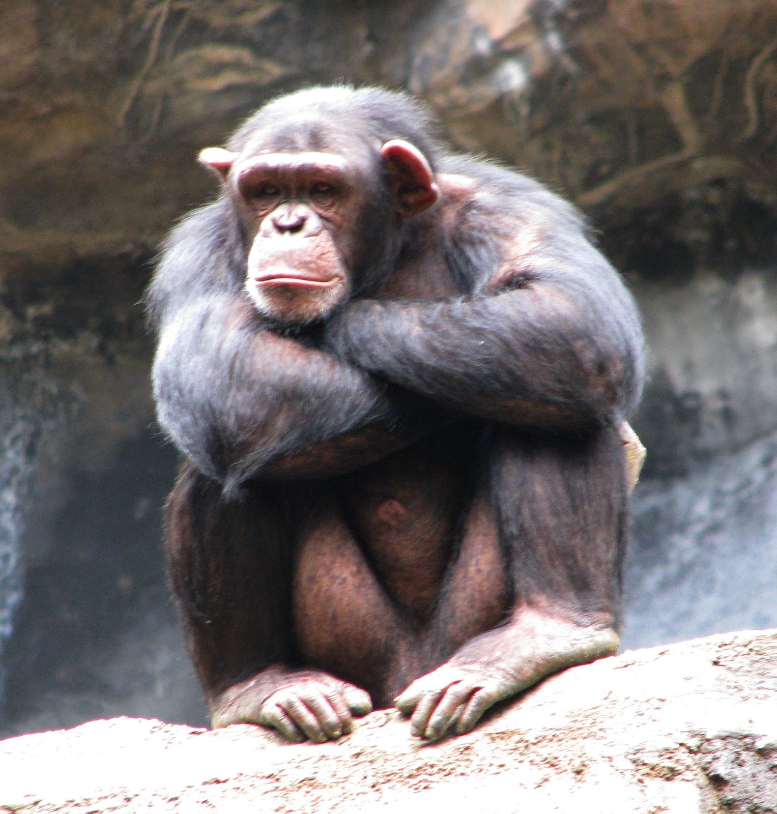 chimpanzee attack videos chimpanzee attack videos