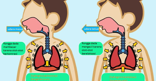 schumychan belajar berkarya PERNAFASAN