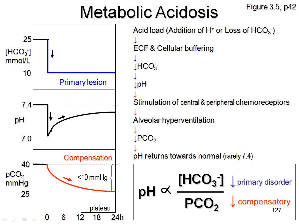 Medicine Newbie SGD Compensation in Metabolic Acidosis