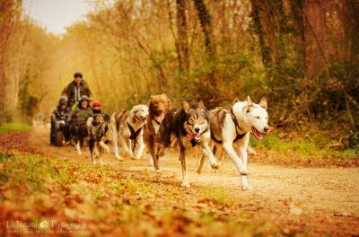 Bapteme cani-kart Mush and Rando au 06 19 07 51 84 Cani-kart Mush and Rando