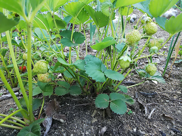 苺が赤く色づきはじめた。my strawberry field with garlic.