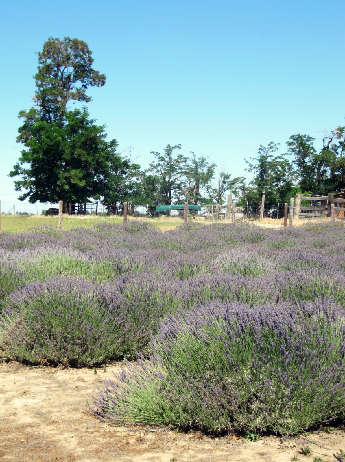 Silver Fox Lavender Farm