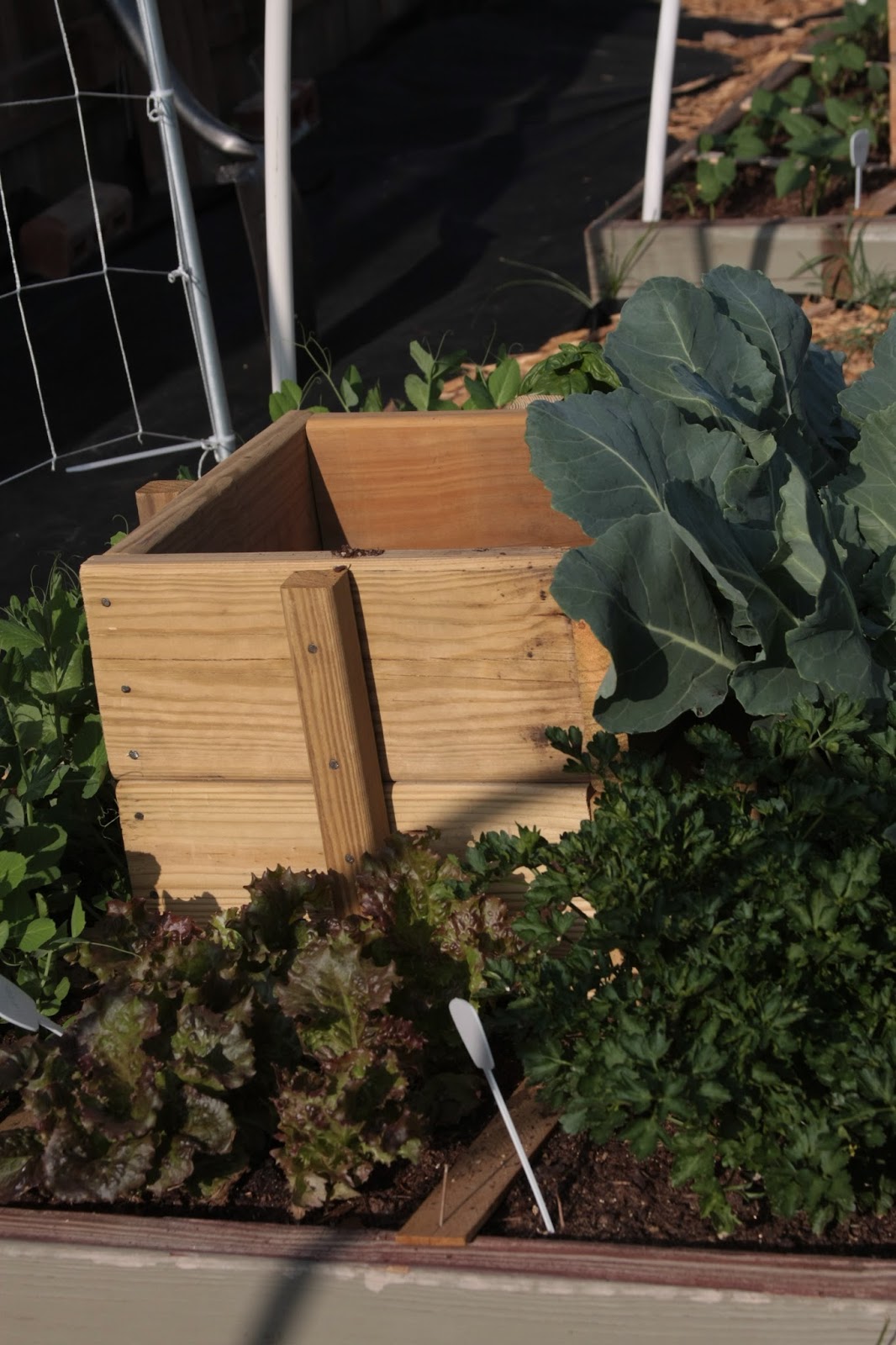 My Square Foot Garden Journal: Growing Potatoes in a Square Foot Garden