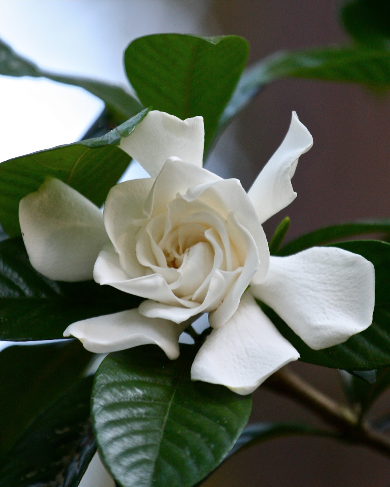 Sweet Southern Days Gardenias In Bloom