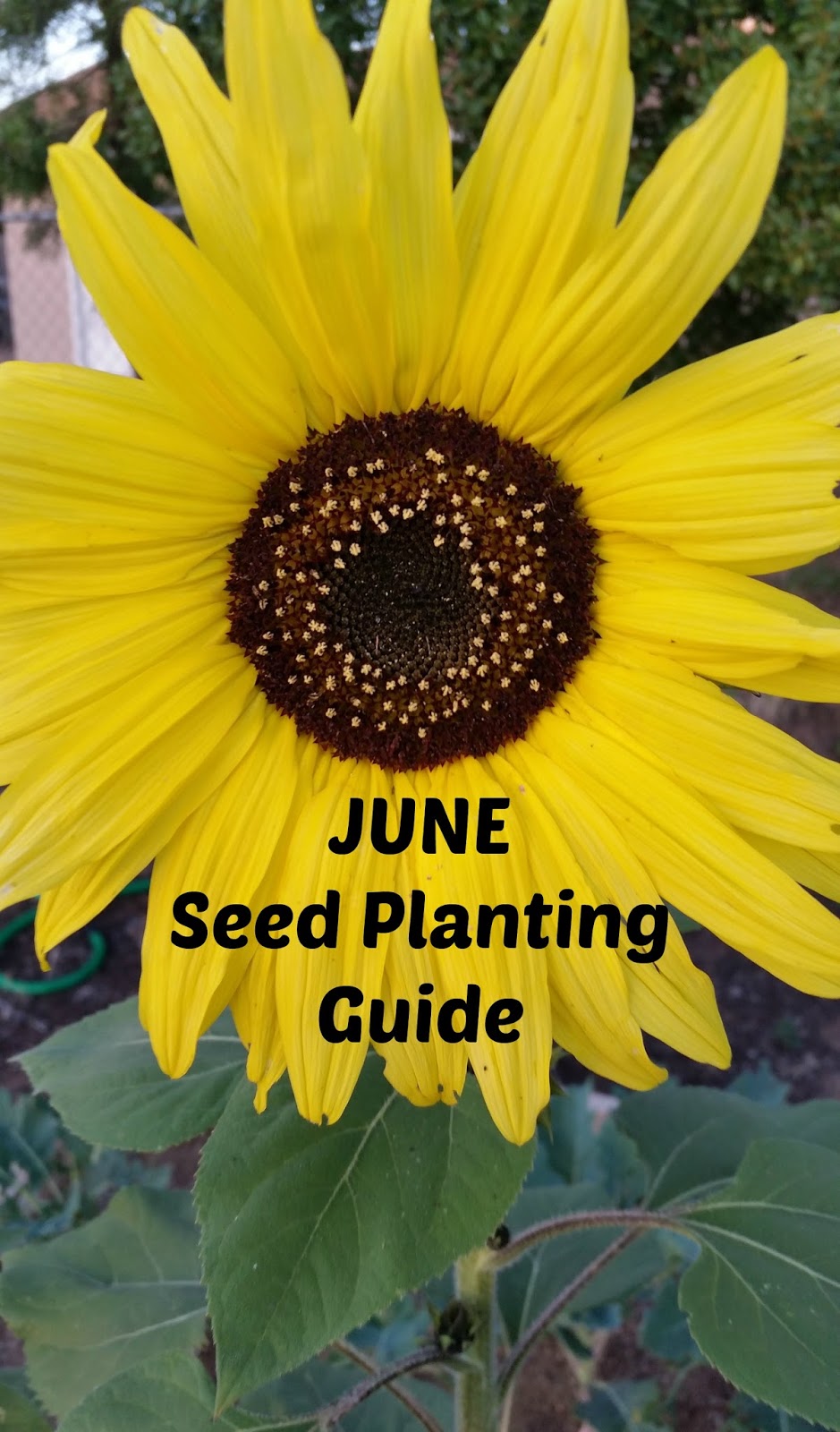 Back to the Basics! JUNE Seed Planting Guide for the US by Region