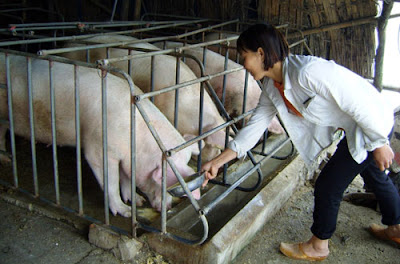Chăn nuôi heo ở huyện Phù Cư, Hưng Yên đang được chú trọng phát triển mạnh. Ảnh: Việt Tùng